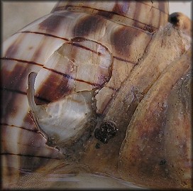 Cinctura hunteria (G. Perry, 1811) and Crepidula fornicata (Linnaeus, 1758)