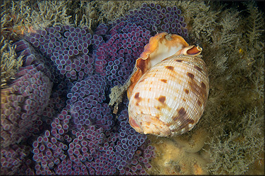 Cypraecassis testiculus (Linnaeus, 1758) Reticulate Cowrie-helmet With Eggs