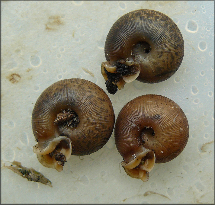 Three of the Six Live Daedalochila auriculata (Say, 1818) found on 8/4/2009