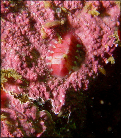 Tonicella cf. venusta R. Clark, 1999