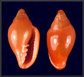 Eratoidea hematita (Kiener, 1834)
