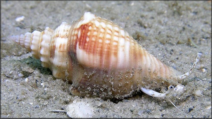Strombus alatus Gmelin, 1791 Living Juvenile In Situ