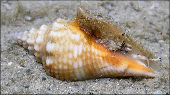 Strombus alatus Gmelin, 1791 Living Juvenile In Situ