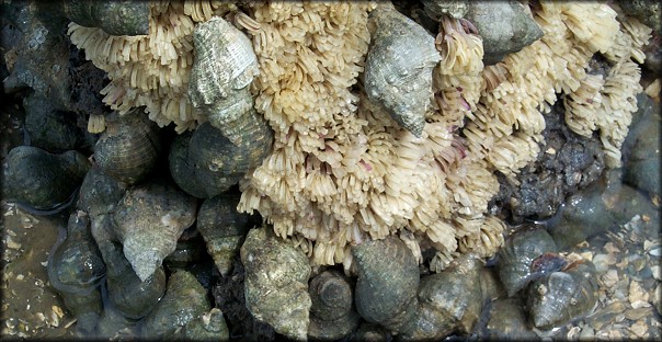 Stramonita haemastoma (Linnaeus, 1767) Communal Egg Laying