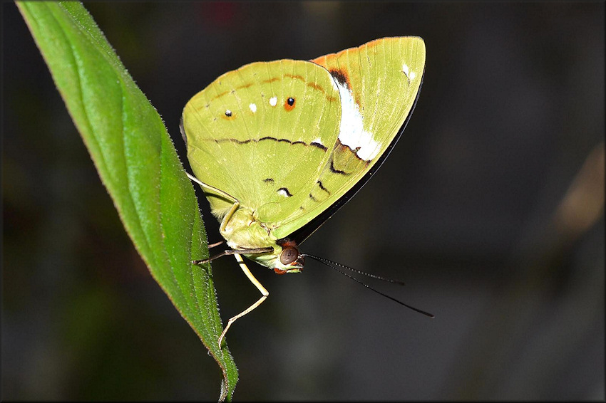 Nessaea aglaura Common Olivewing