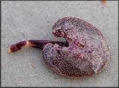 Renilla reniformis "Sea Pansy"