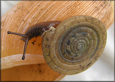 Polygyra septemvolva Say, 1818 Florida Flatcoil