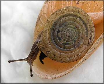 Polygyra septemvolva Say, 1818 Florida Flatcoil