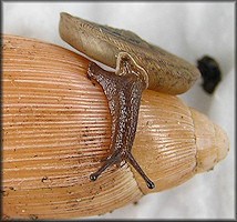 Polygyra septemvolva Say, 1818 Florida Flatcoil