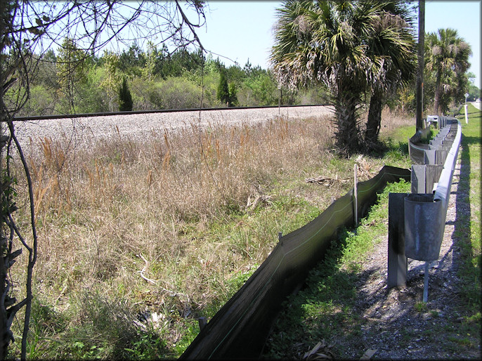 Daedalochila auriculata habitat on US-1 0.9 miles southeast of Bunnell