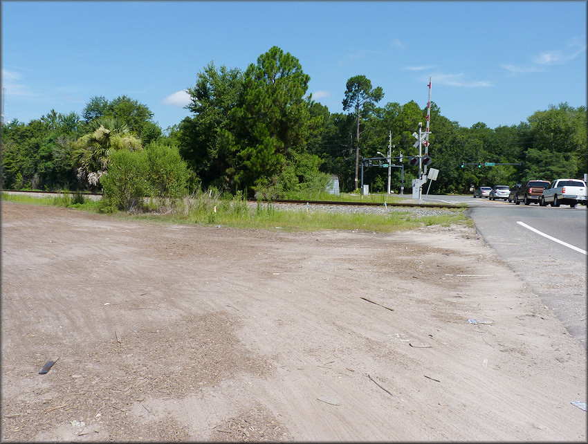 Bulimulus sporadicus (d’Orbigny, 1835) Habitat At Devoe Street Just South Of West Beaver Stree