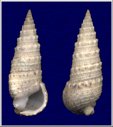 Rhinoclavis sinensis (Gmelin, 1791)