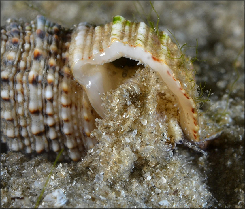 Cerithium atratum (Born, 1778) Dark Cerith