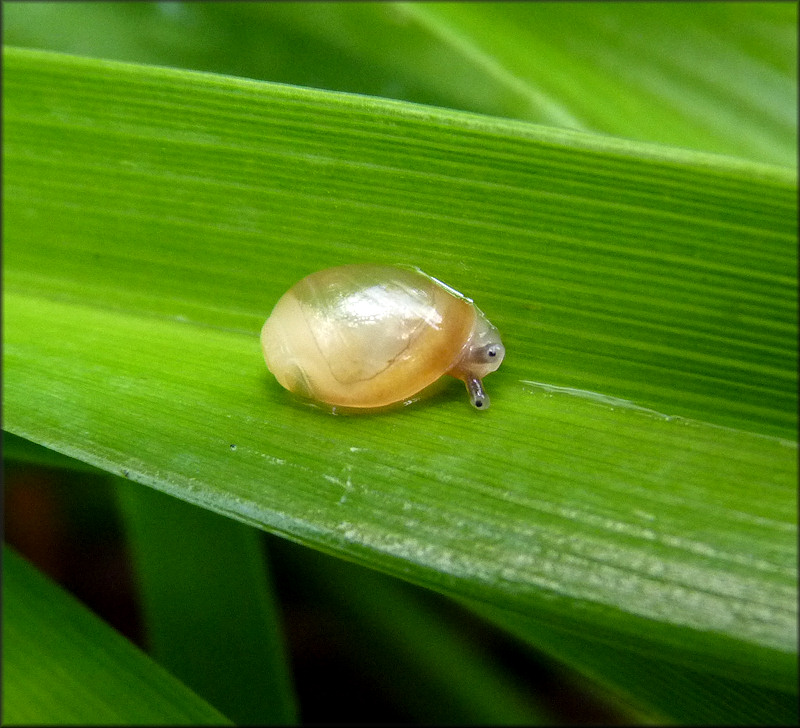 Euglandina rosea (Frussac, 1821) Juvenile Pictured Twelve Hours After Release