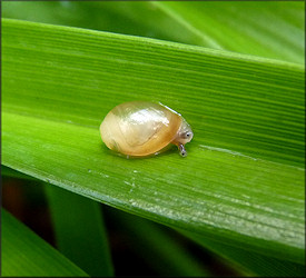 Euglandina rosea (Férussac, 1821) Juvenile Pictured Twelve Hours After Release