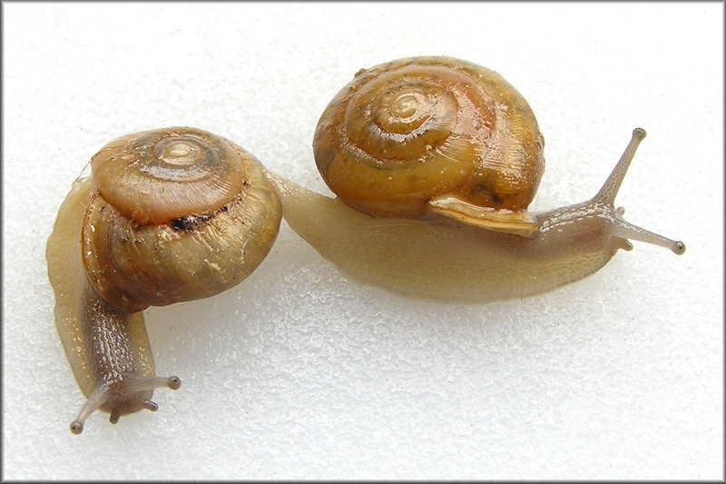 Patera roemeri (L. Pfeiffer, 1848) Texas Oval