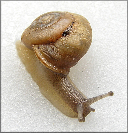 Patera roemeri (L. Pfeiffer, 1848) Texas Oval