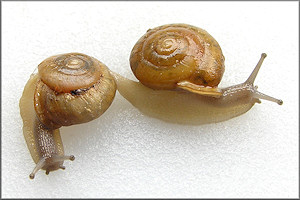 Patera roemeri (L. Pfeiffer, 1848) Texas Oval