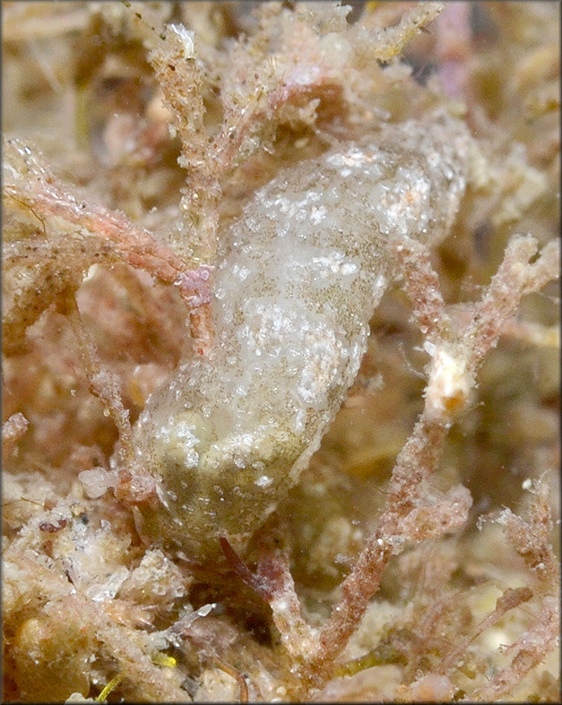 Synaptula hydriformis (Lesueur, 1824)