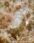 Synaptula hydriformis (Lesueur, 1824)