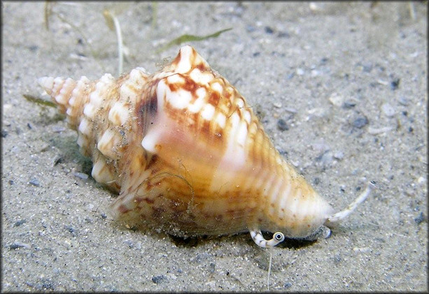 Strombus pugilis Linnaeus, 1758 Juvenile