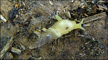 Allopeas gracile (Hutton, 1834) Graceful Awlsnail In Situ