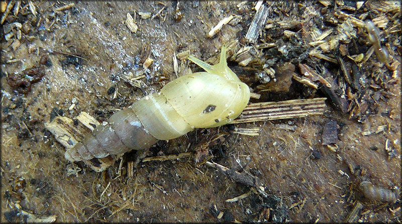 Allopeas gracile (Hutton, 1834) Graceful Awlsnail In Situ