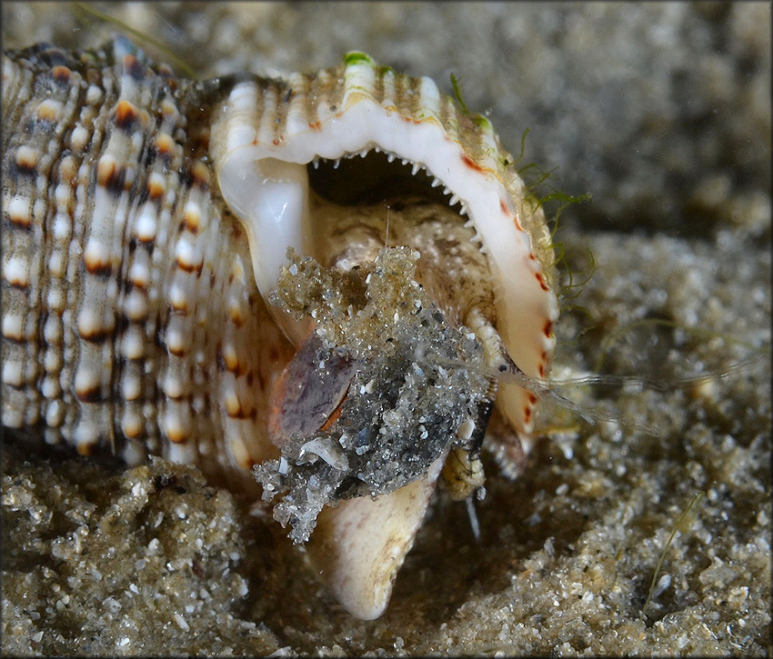 Cerithium atratum (Born, 1778) Dark Cerith