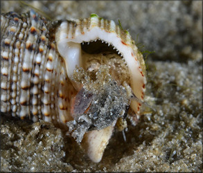 Cerithium atratum (Born, 1778) Dark Cerith