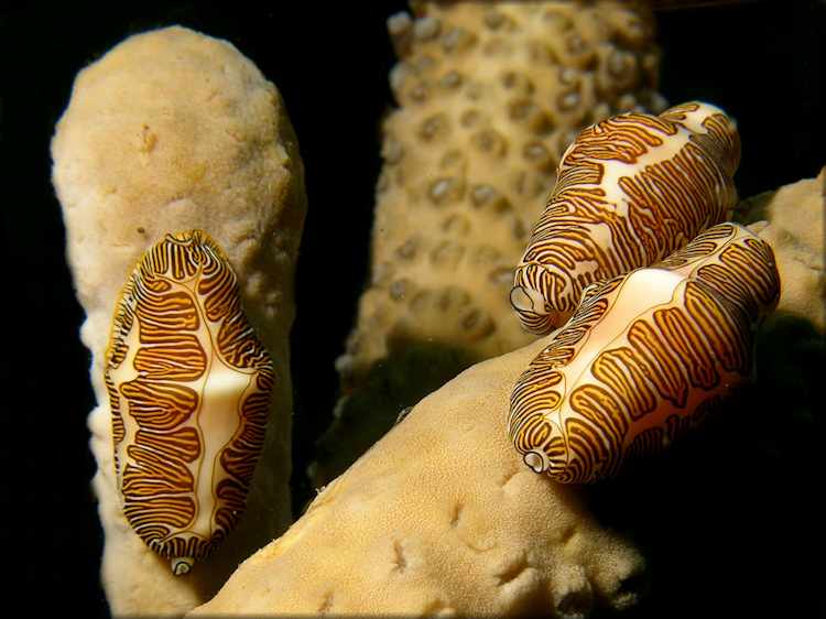 Cyphoma signatum Pilsbry and McGinty, 1939 Fingerprint Cyphoma