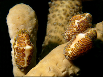 Cyphoma signatum Pilsbry and McGinty, 1939 Fingerprint Cyphoma