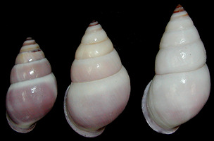 Amphidromus schomburgki (L. Pfeiffer, 1860)