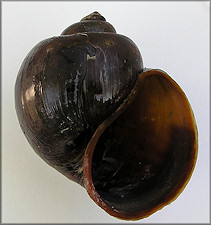 Pomacea canaliculata dead collected (70 mm.) 4/2/2008