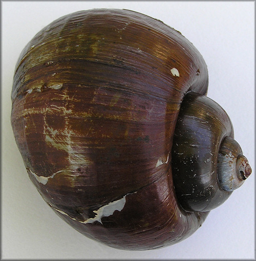 Pomacea canaliculata dead collected (70 mm.) 4/2/2008