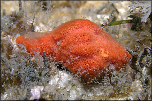 Phyllonotus pomum (Gmelin, 1791) Apple Murex Juvenile With Sponge