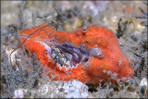 Phyllonotus pomum (Gmelin, 1791) Apple Murex Juvenile With Sponge