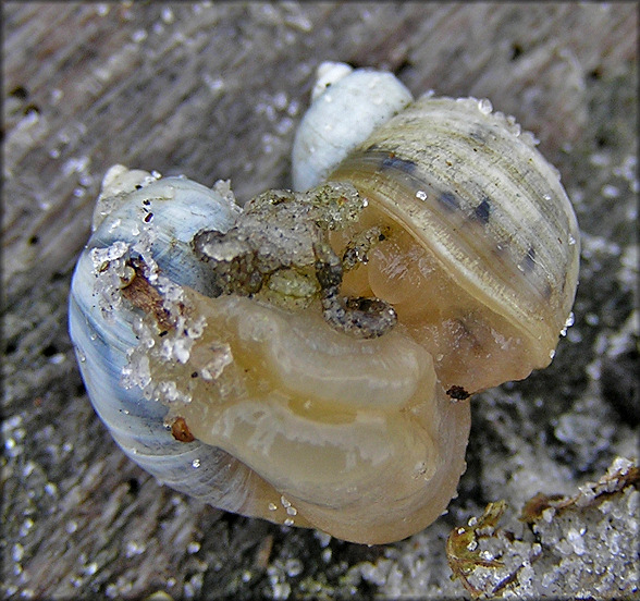 Succinea campestris Say, 1818 Crinkled Ambersnail Mating