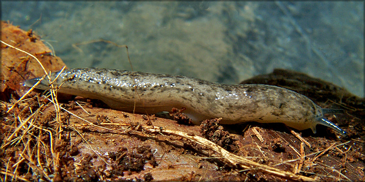 Philomycus carolinianus (Bosc, 1802) Carolina Mantleslug