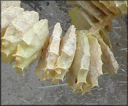 Busycon carica (Gmelin, 1791) Egg Capsules