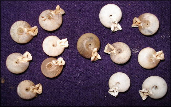 Thirteen Daedalochila uvulifera striata (Pilsbry, 1940) Topotypes