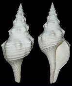 Triplofusus giganteus (Kiener, 1840) Albinos