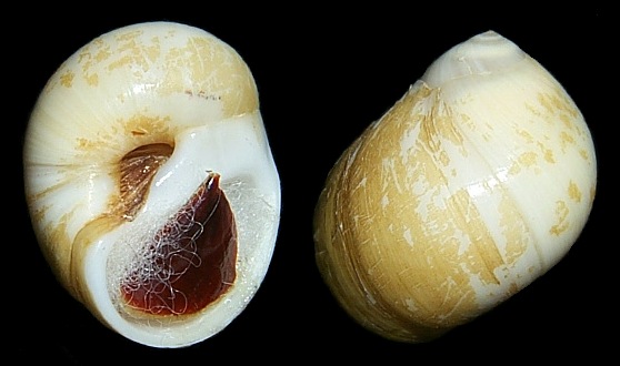 Polinices lacteus (Guilding, 1834) Milk Moonsnail