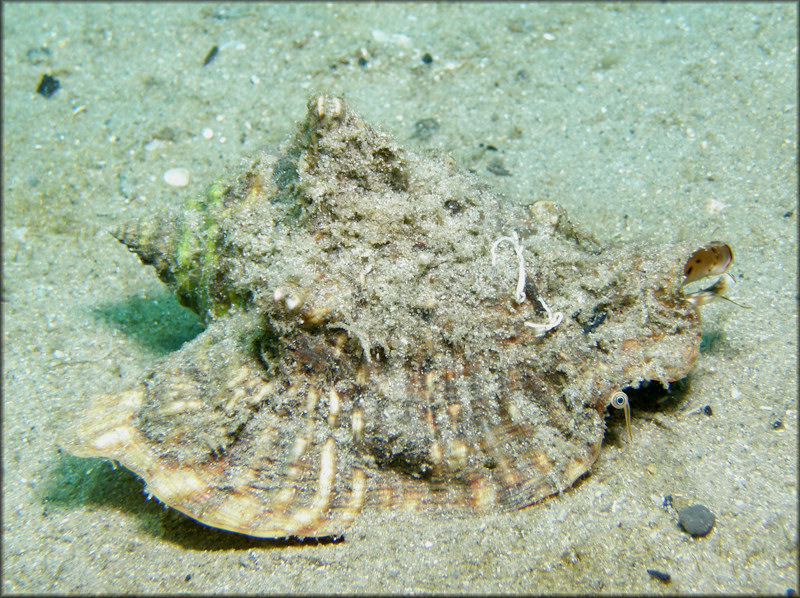 Lobatus raninus (Gmelin, 1791) Hawkwing Conch In Situ