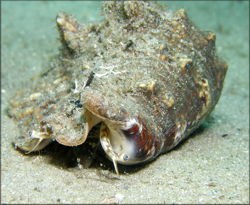 Lobatus raninus (Gmelin, 1791) Hawkwing Conch In Situ