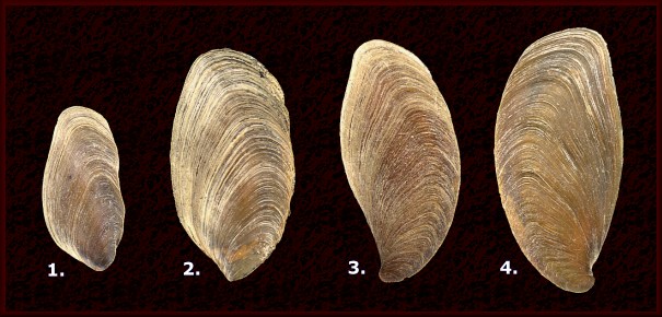 Fulguropsis | Busycotypus | Busycon Opercula