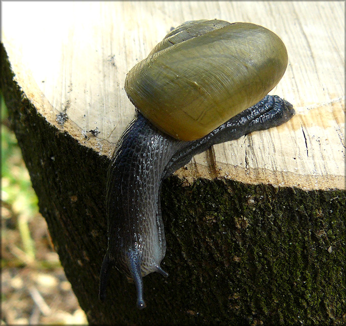 Mesomphix globosus (MacMillan, 1940) Globose Button