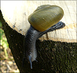 Mesomphix globosus (MacMillan, 1940) Globose Button