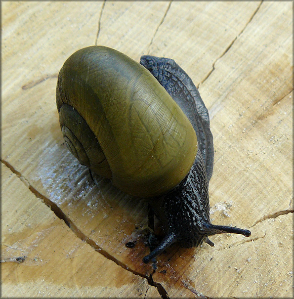 Mesomphix globosus (MacMillan, 1940) Globose Button