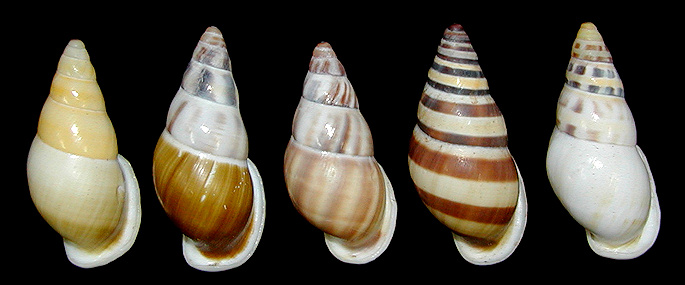 Amphidromus reflexilabris Schepman, 1892