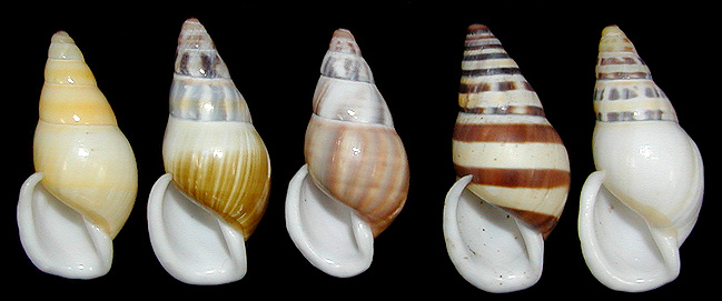 Amphidromus reflexilabris Schepman, 1892